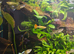Female adult guppies and babys