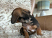 Beautiful mini dachshund bundles