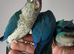 Handreared Tame Baby Violet and Blue Conure babies
