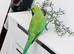 Stunning young Indian ringnick parrot