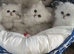 PURE PERSIAN KITTENS