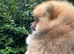 KC Pomeranian females Russian/Taiwan bloodlines