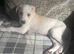 Saluki bull greyhound (lurcher) puppy’s