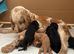 Show cocker spaniels