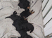 Cockapoo puppies