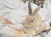 Male young netherland dward lionhead