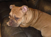 English bulldog x exotic bulldog