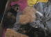 Mix breed cat