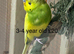 Budgies
