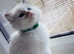 Beautiful pure ragdoll kittens