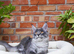 Stunning Maine coon kittens ( polydactyl)