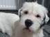 Loving family female dog