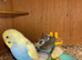 Young Budgies's for sale