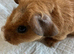 Lovely baby Guinea pigs