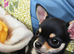 Tricoloured chihuahua puppy