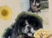 Chow chow stud