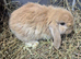 10 week old Mini lop rabbits