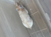 Syrian hamster
