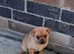 POMERANIAN/PUG PUPPY MALE