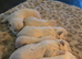 West Highland terrier puppies for sale!