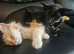 Have to sell my furbaby