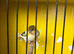 canary