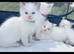 Ragdoll kittens