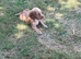 Cocker spaniels