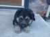 Gsd german shepherd