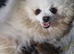 Pomeranian puppies