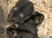 Pure bred baby Winter White Russian hamsters