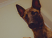 1 year old mali looking for a home