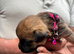 ONE GIRL LEFT ! beautiful border terrier pups