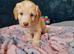Gorgeous Cockapoo pups