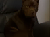 English bulldog x chow chow