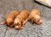 READY DEC 16 th Cocker spaniel puppies