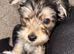 Male morkie