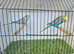 Pretty budgies available for new homes.