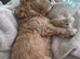 Cavapoo pups fb1