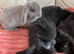 8 week old mini lops