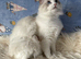 Two Sister TICA Registered Female Ragdoll