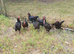 Burford brown ex commercial hens