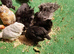 Bantam chickens