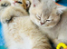 Kittens Ready for Their Forever Homes