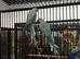 Stunning Various Baby Indian Ringnecks