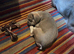 French bulldog pups