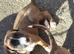 Gorgeous Lurcher puppies Greyhound cross