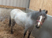 4 yr old Welsh mare