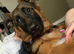 10 months old German shepherd willow