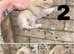 4 Continental giant x babies - waitlist open
